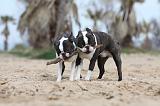 BOSTON TERRIER 412